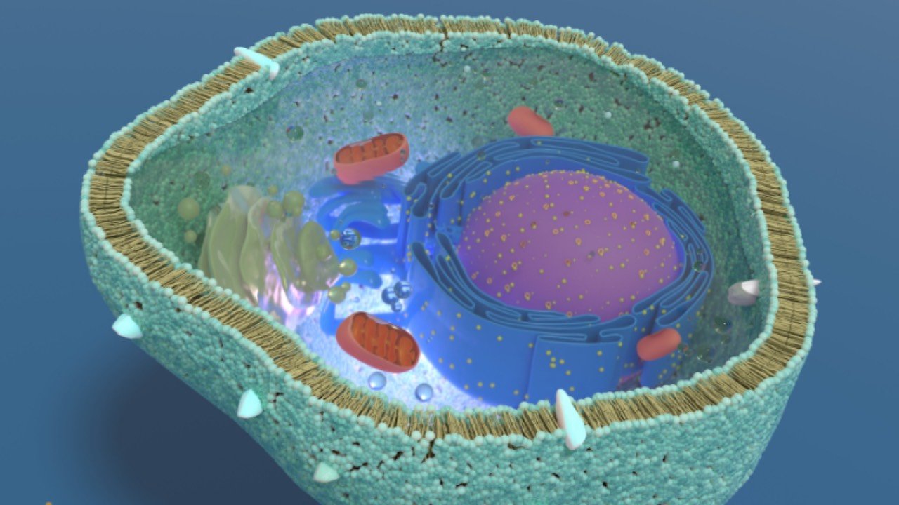 The Role of Cellular Health in Menopause